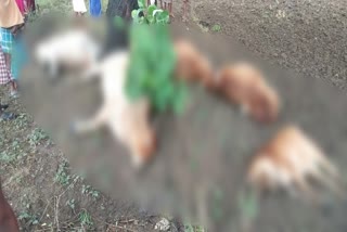 cattle died after lightening, bolangir latest news, lightening in bolangir, ବଜ୍ରାଘାତରେ ଗୋରୁ ମୃତ, ବଲାଙ୍ଗୀର ଲାଟେଷ୍ଟ ନ୍ୟୁଜ୍‌, ବଲାଙ୍ଗୀରରେ ବଜ୍ରାଘାତ