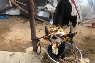 cow ceremony