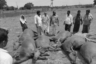 10 buffaloes died due to current shock in nellore district