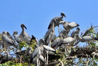 siberian-birds-reach-kanaki-in-korba-with-monsoon-message