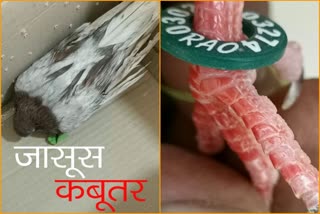 भारत पाक सीमा पर कबूतर, श्रीगंगानगर में पाकिस्तानी कबूतर, Sriganganagar Pakistani pigeon news, Pakistani pigeon found in Sriganganagar