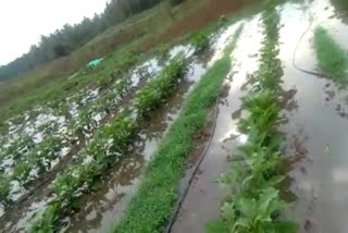 hemavathi dam water flows in crop land