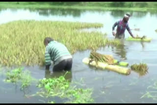 Flood in south Salmara Assam