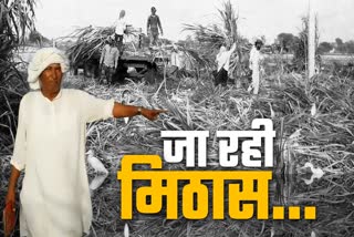 sugarcane farmers facing problem not selling sugarcane lockdown effect in mandsaur