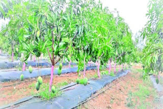 The state government  farmers who grow mango plantations in Janagama district