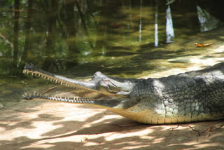 Gharial death  Delhi zoo  Central Zoo Authority  guilty of negligence  ഡല്‍ഹി മൃഗശാല  ചീങ്കണ്ണി  ജീവനക്കാരുടെ അനാസ്ഥ