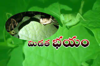locust-grasshopper-eating-leaves-in-seconds-at-saidapuram-in-nellore-district