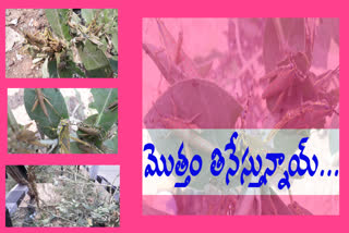 locusts effect in east godavari