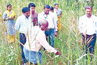 Fear of grasshoppers for Telangana farmers