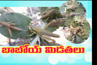 locusts came to  east godavari dist Pithapuram