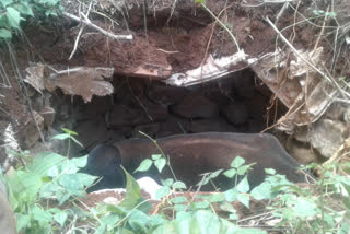 villagers-rescued-bull-in-toilet-pit-chikkamagalure