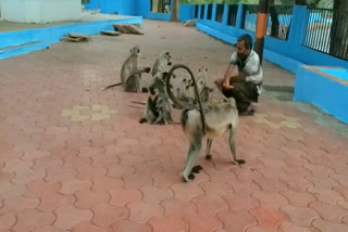 Tej Singh feeding the monkeys