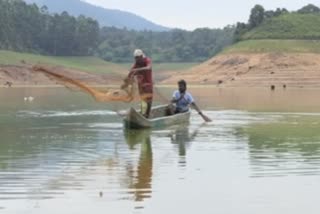 fish depletion  fish  aquatic  ecosystems  ആഫ്രിക്കൻ മുഷി  മത്സ്യ സമ്പത്ത്  ശുദ്ധജല മത്സ്യം  ഹൈറേഞ്ച്  അദിവാസി