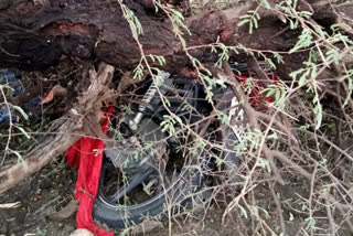 due to heavy rain and air trees breaks out and fell on two wheeler 3 injured