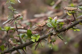 Jodhpur: locust attack in posh areas of Luni