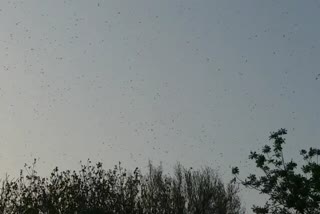 grasshopper terror, grasshopper in jaisalmer