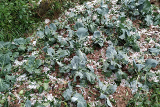 crops damaged due to hailstorm