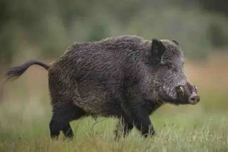 Wild pig attacked villagers in Palwal
