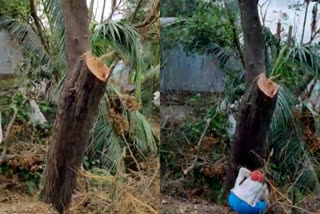 Allegations of smuggling live trees along with uprooted trees in Amphan