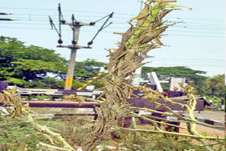 దండు దాడి మనకు దూరం