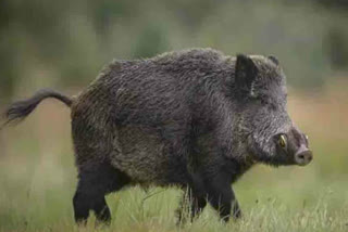 Wild pig attacked villagers in Palwal