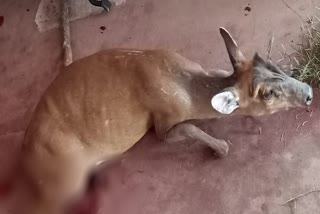 the deer entered in police station due to injury