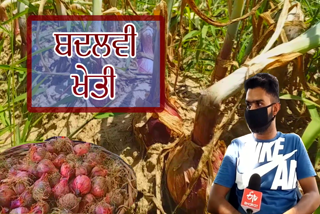Farmer Gurwinder Singh is making huge profit from onion cultivation