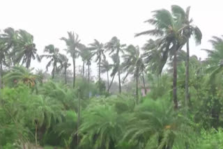 അറബികടലിൽ ന്യൂനമർദം ചുഴലിക്കാറ്റായി മാറിയേക്കാമെന്ന് സൂചന നിസർഗ കാലാവസ്ഥാ നിരീക്ഷണ കേന്ദ്രം depression arabian sea cyclone cyclone