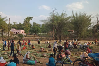 Villagers selling Tendupatta