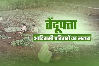 बांसवाड़ा में तेंदूपत्ता, Tendu leaves in Banswara