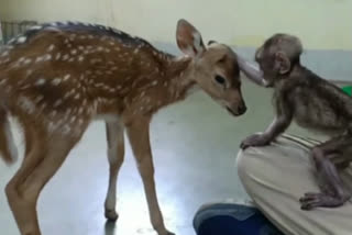 wildlife treatment center nagpur  friendship of monkey and deer  माकडाचे पिल्लू अन् हरणारे पाडस मैत्री  नागपूर लेटेस्ट न्युज  nagpur latest news  नागपूर वन्यजीव उपचार केंद्र नागपूर