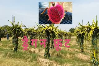 dragon fruit farming in chhattisgarh