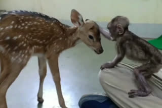 Monkey baby in Nagpur Rehabilitation Center