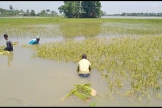 Farmland damaged for flood at Chaygaon in Kamrup