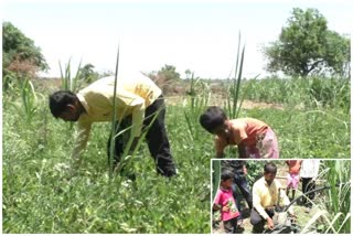 Karmala Solapur Agriculture news