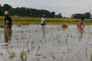 7গৰাকীৰ মৃত্যু, লক্ষাধিক ক্ষতিগ্ৰস্থ