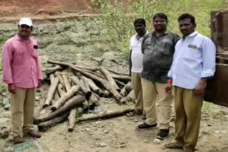 Illeagal red sandal seize in venkatadripalem nellore district