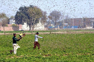 NGT refuses plea for implementation of Centre's contingency plan to control locust attack