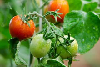 techniques to protect tomato plant