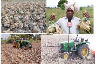 lock down effect on cabbage farmers