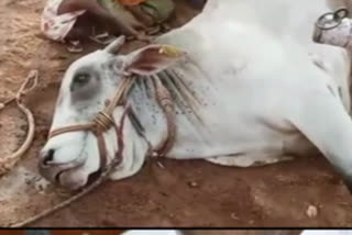 cow died with current shock at gunthakallu