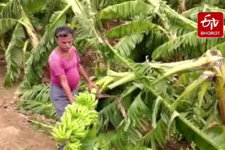 banana farming in gondia