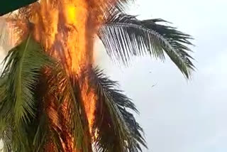 Thunderbolt on  coconut tree in  naarnepadu guntooru district