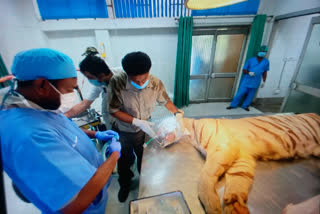 Pain in teeth of white tigress in delhi zoo