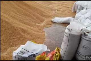 Thousands of quintals of wheat kept wet in the open due to rain