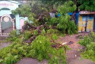 Rain for third day in Amreli district