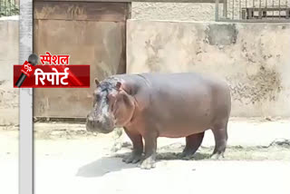 lockdown effect on pipli zoo kurukshetra