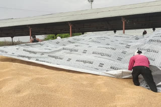 Wheat lying in the open in the agricultural produce market complex of Dewas district