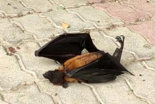 dead bat create panic in gonda