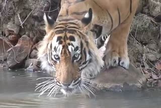 Number of tigers reduced in lockdown, Tiger disappeared from Ranthambore